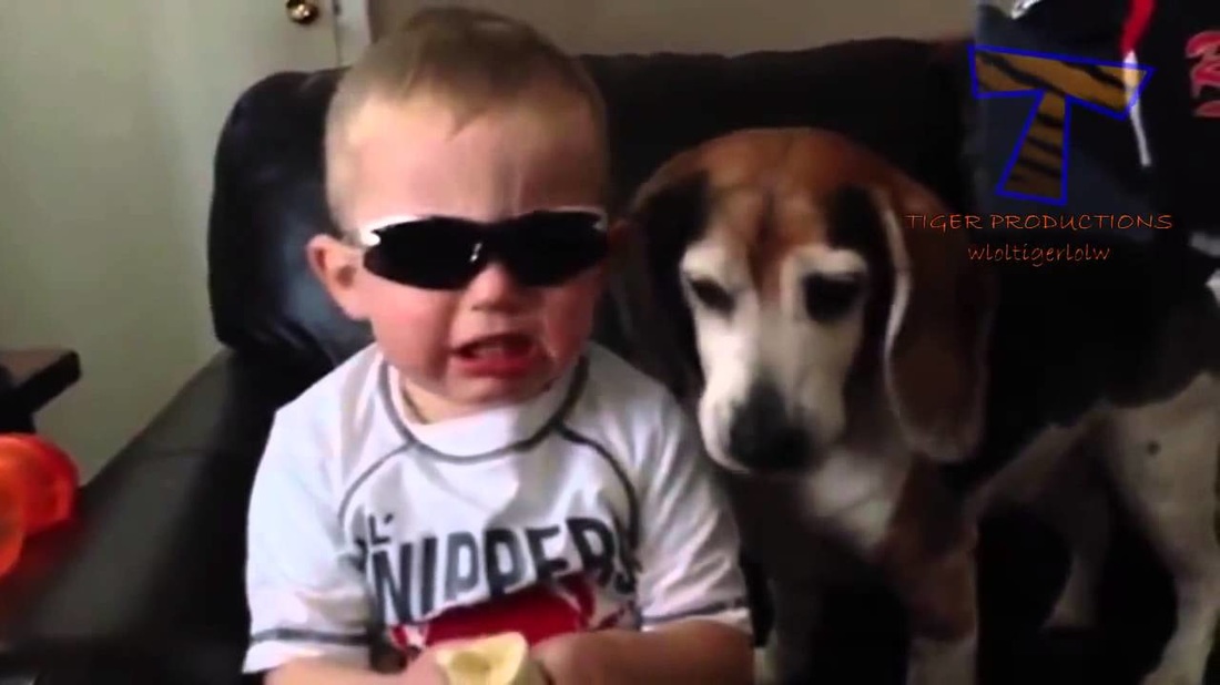 Dog videos for kids Picture