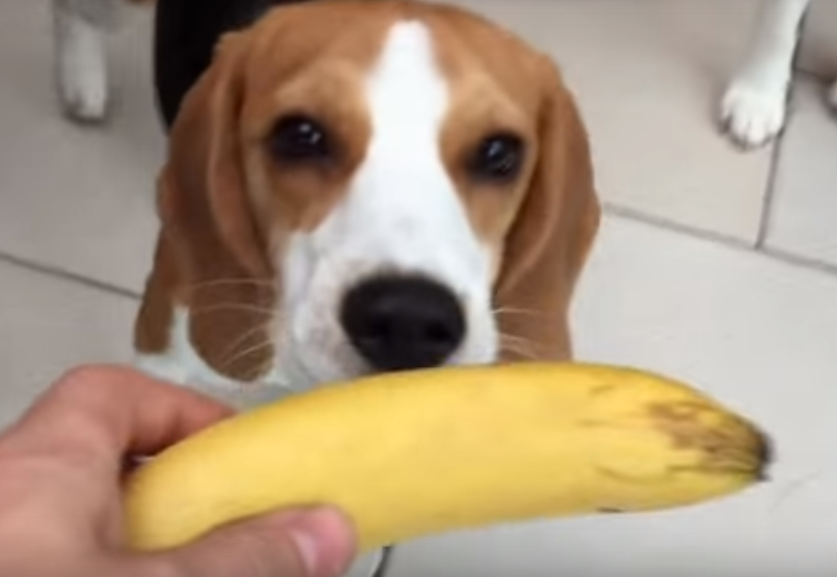 Funny videos of Beagles dogs Picture